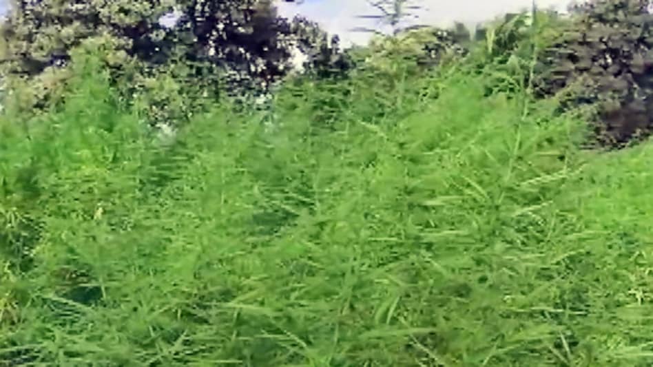The locals showed the four-acre plot to the police and the police discovered that the entire plot had cannabis plants growing upto 4 feet The locals showed the four-acre plot to the police and the police discovered that the entire plot had cannabis plants growing upto 4 feet
