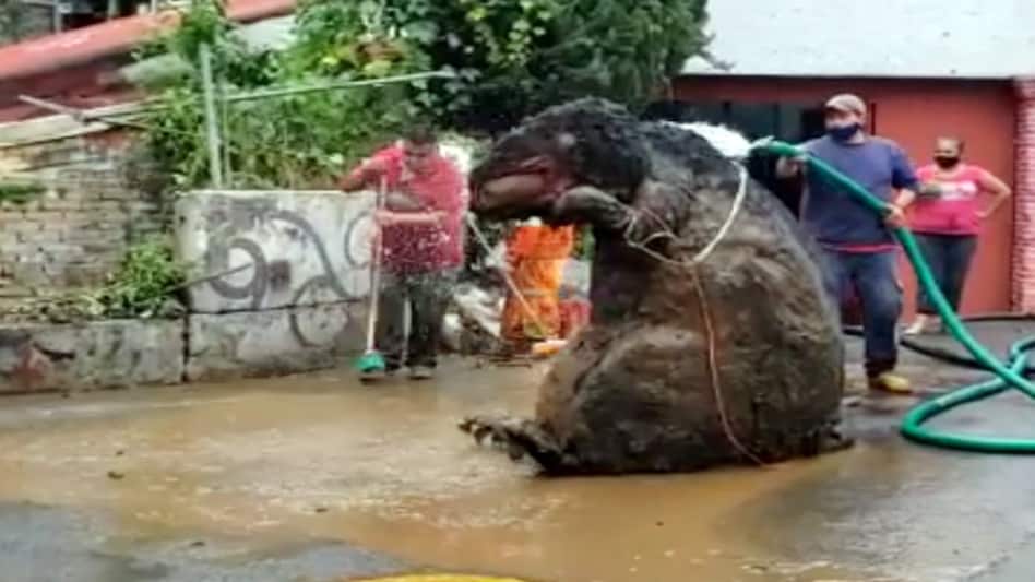 A woman named Evelin Lopez admitted that the giant rat was hers but that it washed away years ago during storms A woman named Evelin Lopez admitted that the giant rat was hers but that it washed away years ago during storms