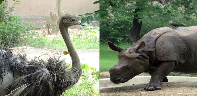 "There are 83 species of animals in the zoo at present. Work is underway to add more than 10 animal species to its population," Zoo director Ramesh Pandey said "There are 83 species of animals in the zoo at present. Work is underway to add more than 10 animal species to its population," Zoo director Ramesh Pandey said