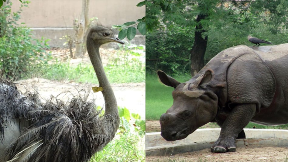 "There are 83 species of animals in the zoo at present. Work is underway to add more than 10 animal species to its population," Zoo director Ramesh Pandey said "There are 83 species of animals in the zoo at present. Work is underway to add more than 10 animal species to its population," Zoo director Ramesh Pandey said