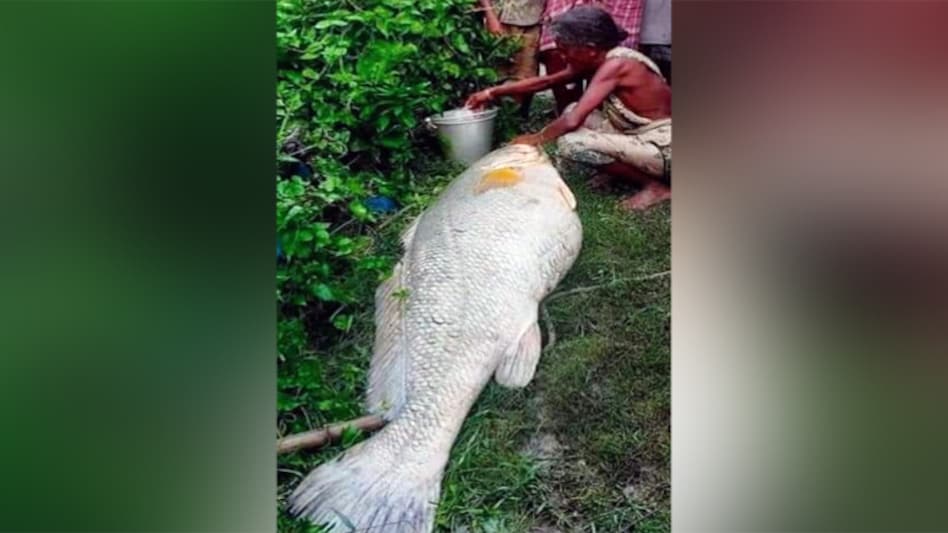 On Saturday, Pushpa Kar spotted the fish floating in the river and jumped in. It took some effort on her part to drag it to the riverbank On Saturday, Pushpa Kar spotted the fish floating in the river and jumped in. It took some effort on her part to drag it to the riverbank