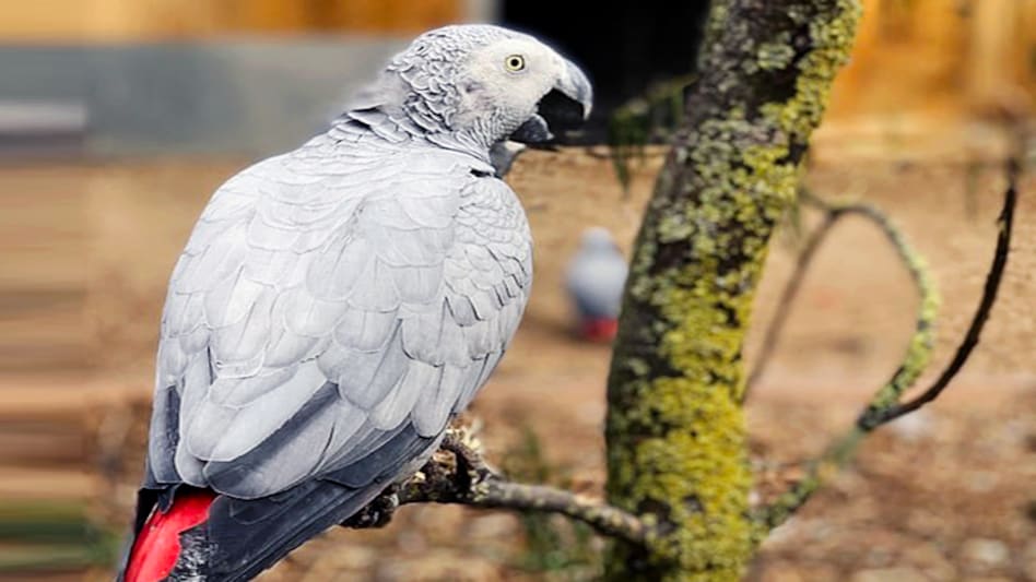 The five grey-colored parrots--Billy, Eric, Tyson, Jade, and Elsie joined the Wildlife Centre on August 15 this year The five grey-colored parrots--Billy, Eric, Tyson, Jade, and Elsie joined the Wildlife Centre on August 15 this year