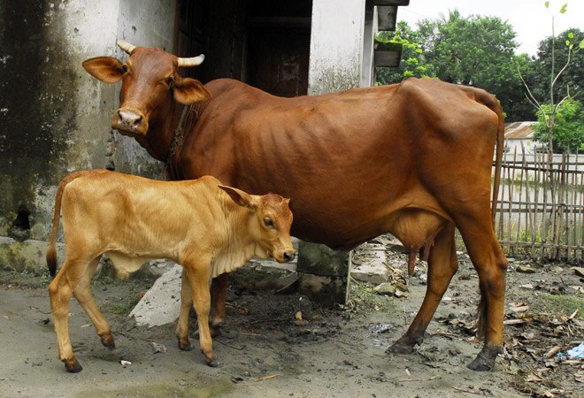 MP govt to set up 'gau cabinet' for protection of cows