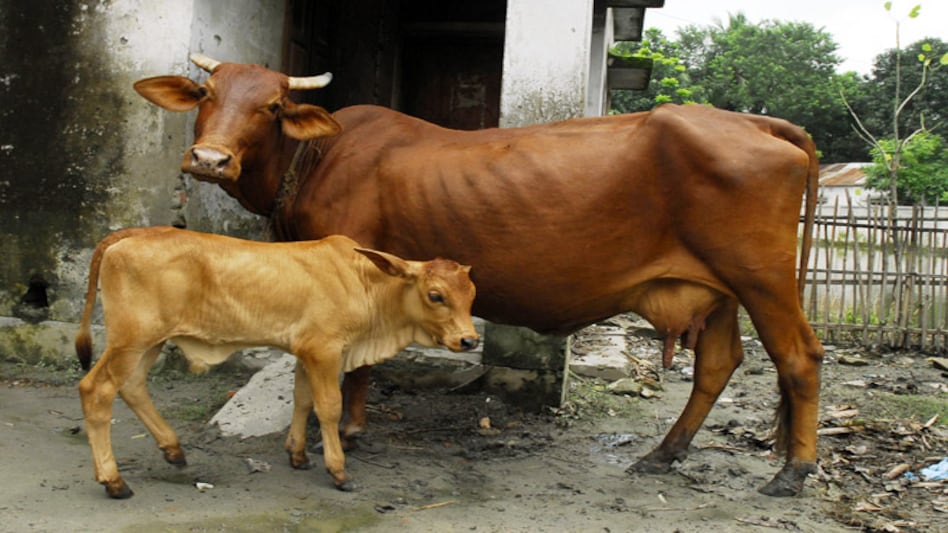 The BJP-led Madhya Pradesh government said it would set up a separate 'gau cabinet' for the protection of cows in the state The BJP-led Madhya Pradesh government said it would set up a separate 'gau cabinet' for the protection of cows in the state