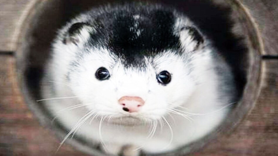 Denmark is the world's biggest producer of mink fur and its main export markets are China and Hong Kong Denmark is the world's biggest producer of mink fur and its main export markets are China and Hong Kong