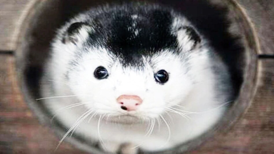 Out of 1, 99,321 sequences tested, 389 sequences have this mutation- 342 from people, 42 from American mink (Neovison vison) and the remaining 5 from European mink (Mustela lutreola) Out of 1, 99,321 sequences tested, 389 sequences have this mutation- 342 from people, 42 from American mink (Neovison vison) and the remaining 5 from European mink (Mustela lutreola)