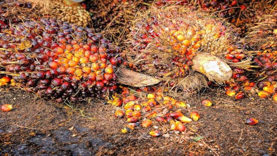 India on Thursday slashed import tax on crude palm oil (CPO) to 27.5% from 37.5% as it tries to curb rising food prices India on Thursday slashed import tax on crude palm oil (CPO) to 27.5% from 37.5% as it tries to curb rising food prices