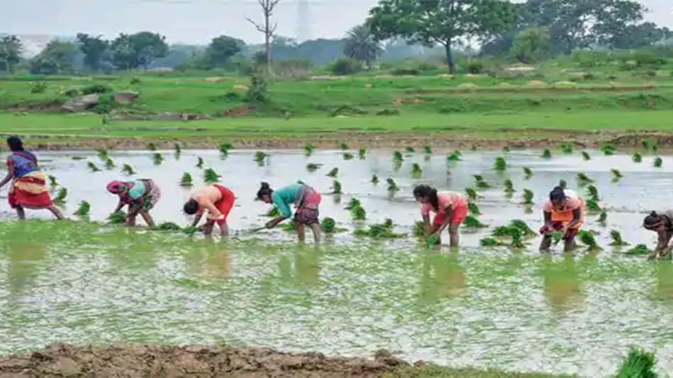 oarse Cereals have been sown in five per cent lesser area at 27.39 lakh hectare so far compared to 28.91 lakh hectare oarse Cereals have been sown in five per cent lesser area at 27.39 lakh hectare so far compared to 28.91 lakh hectare