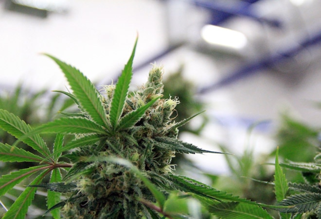 India votes to remove cannabis from 'most dangerous drugs' list in UN India votes to remove cannabis from 'most dangerous drugs' list in UN