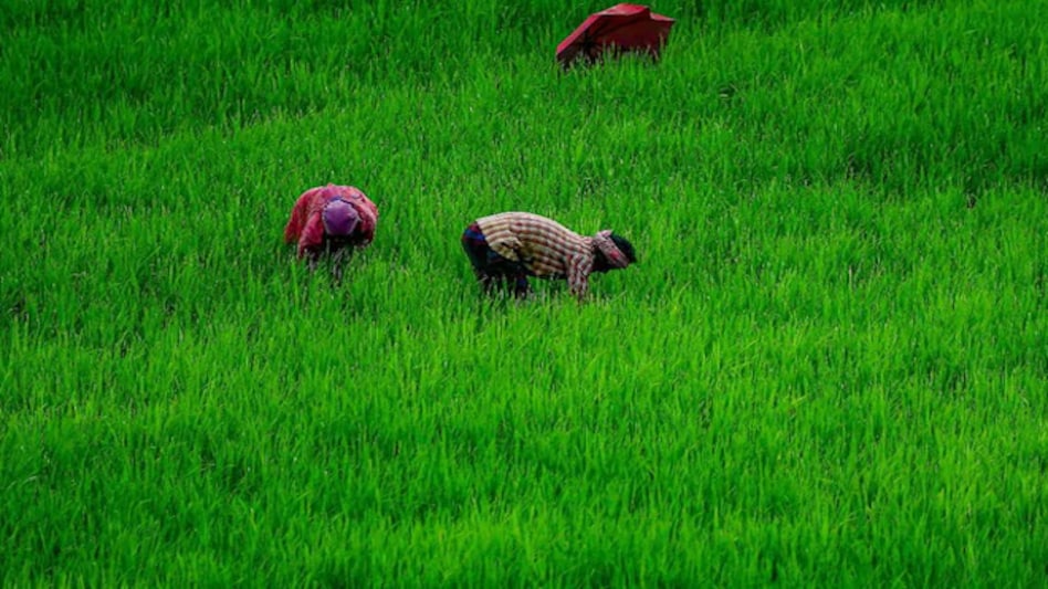 The biggest challenge for farmers continues to remain the unusual way crop insurance works in India The biggest challenge for farmers continues to remain the unusual way crop insurance works in India