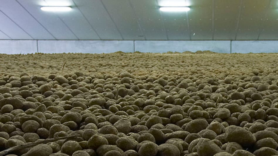 Potato prices to settle below Rs 40 per kg Potato prices to settle below Rs 40 per kg