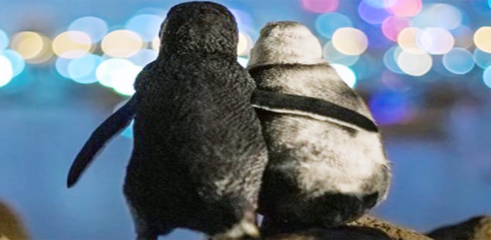 The photo in which the penguins appear to comfort one another while staring into the distance at Melbourne's St. Kilda Pier has gone viral on social media. (Credit: Instagram-tobiasvisuals) The photo in which the penguins appear to comfort one another while staring into the distance at Melbourne's St. Kilda Pier has gone viral on social media. (Credit: Instagram-tobiasvisuals)
