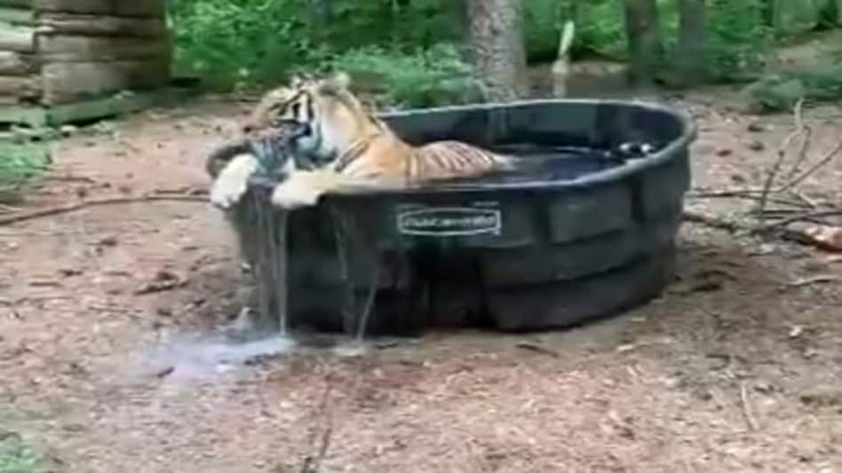 The clip of a tiger bathing in a bathtub was shared by Congress MP Jairam Ramesh who said that the video was apparently shot in Coorg The clip of a tiger bathing in a bathtub was shared by Congress MP Jairam Ramesh who said that the video was apparently shot in Coorg
