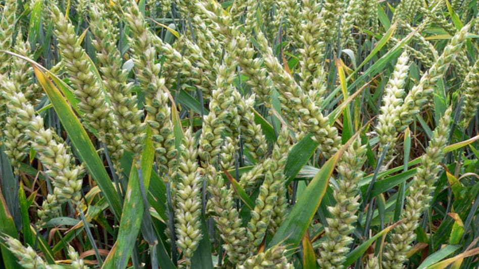 CRISIL expects current rabi sowing to be 2 per cent more than the all-time high of 662 lakh hectares seen in the previous marketing year CRISIL expects current rabi sowing to be 2 per cent more than the all-time high of 662 lakh hectares seen in the previous marketing year