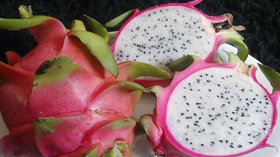 Dragonfruit is largely grown in Kutch, Navsari and different parts of Saurashtra Dragonfruit is largely grown in Kutch, Navsari and different parts of Saurashtra