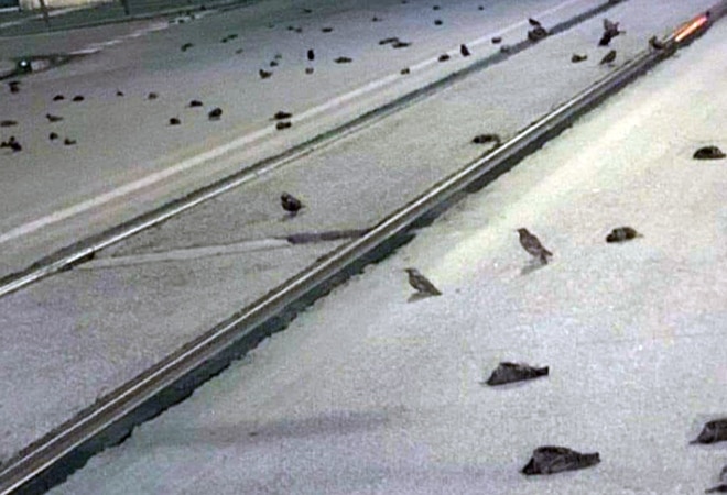 Fireworks displays each year cause distress and injury to both wild and domestic animals Fireworks displays each year cause distress and injury to both wild and domestic animals