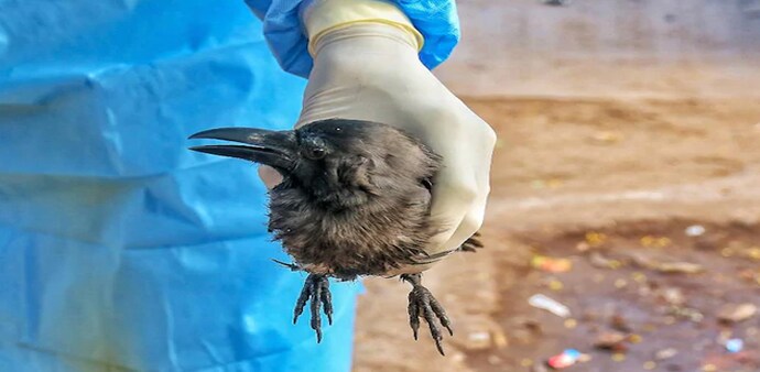 Delhi confirmed the presence of bird flu infections after samples taken from dead ducks and crows tested positive Delhi confirmed the presence of bird flu infections after samples taken from dead ducks and crows tested positive