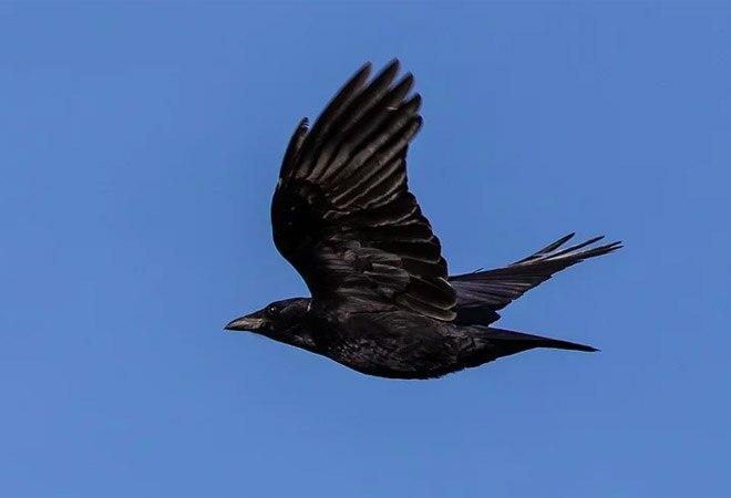 Bird flu alert issued in multiple states Bird flu alert issued in multiple states