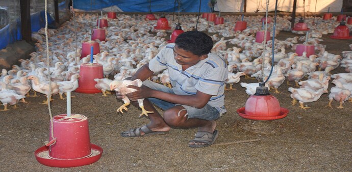 Maharashtra Animal Husbandry Department has started a Toll-Free Helpline Number for farmers to report any unusual mortality of birds Maharashtra Animal Husbandry Department has started a Toll-Free Helpline Number for farmers to report any unusual mortality of birds