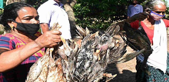 Bird flu update:States like Haryana, Himachal Pradesh, Gujarat, Kerala, Madhya Pradesh, Rajasthan, and Uttar Pradesh have reported bird flu outbreak Bird flu update:States like Haryana, Himachal Pradesh, Gujarat, Kerala, Madhya Pradesh, Rajasthan, and Uttar Pradesh have reported bird flu outbreak