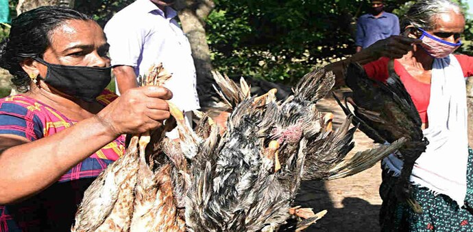 During the culling process, all domestic birds in an infected area, where cases of bird flu have been reported, are slaughtered and their remains are buried During the culling process, all domestic birds in an infected area, where cases of bird flu have been reported, are slaughtered and their remains are buried