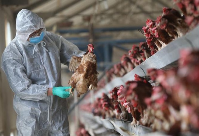 Bird flu fear crashes prices of chicken, poultry products Bird flu fear crashes prices of chicken, poultry products