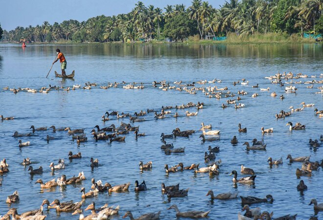 In Kerala's Alappuzha, a total of 17,326 birds have been culled and a total of 8kg feed and 42 eggs were destroyed on Wednesday In Kerala's Alappuzha, a total of 17,326 birds have been culled and a total of 8kg feed and 42 eggs were destroyed on Wednesday