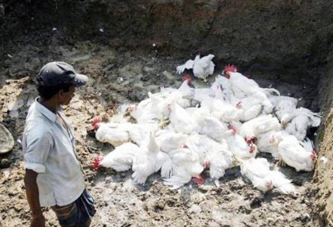 Bird flu outbreak: Centre asks states to reconsider ban on poultry sale