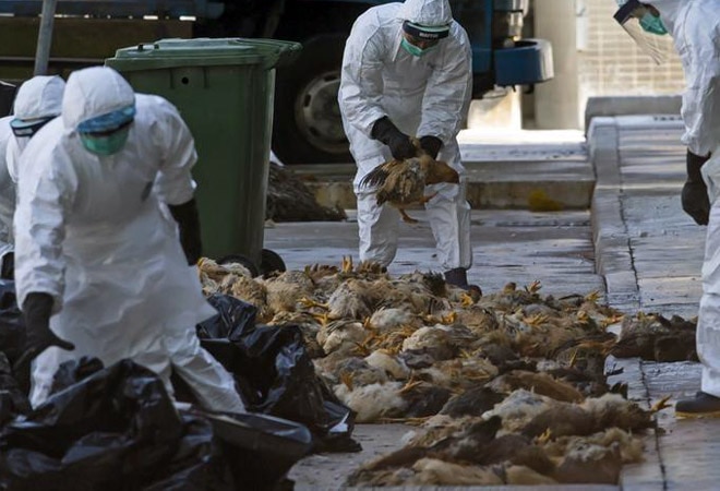 Bird flu reaches 7 states; samples from Delhi, Chhattisgarh, Maharashtra under testing Bird flu reaches 7 states; samples from Delhi, Chhattisgarh, Maharashtra under testing