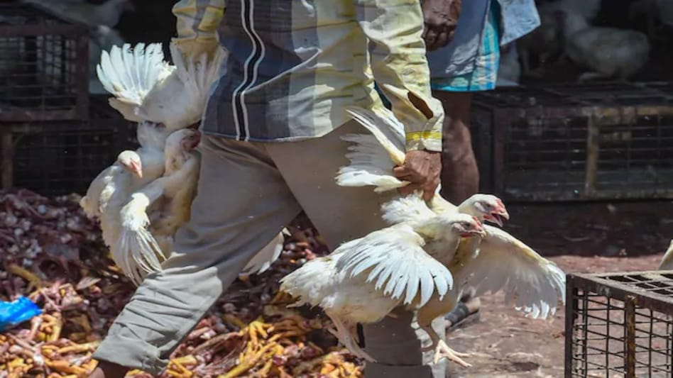 The North Delhi Municipal Corporation (NDMC) has cautioned hotels and restaurants, warning them of action if they serve egg-based dishes or poultry meat The North Delhi Municipal Corporation (NDMC) has cautioned hotels and restaurants, warning them of action if they serve egg-based dishes or poultry meat