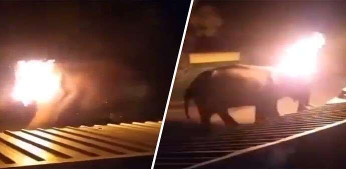 Elephant dies after being set on fire Elephant dies after being set on fire