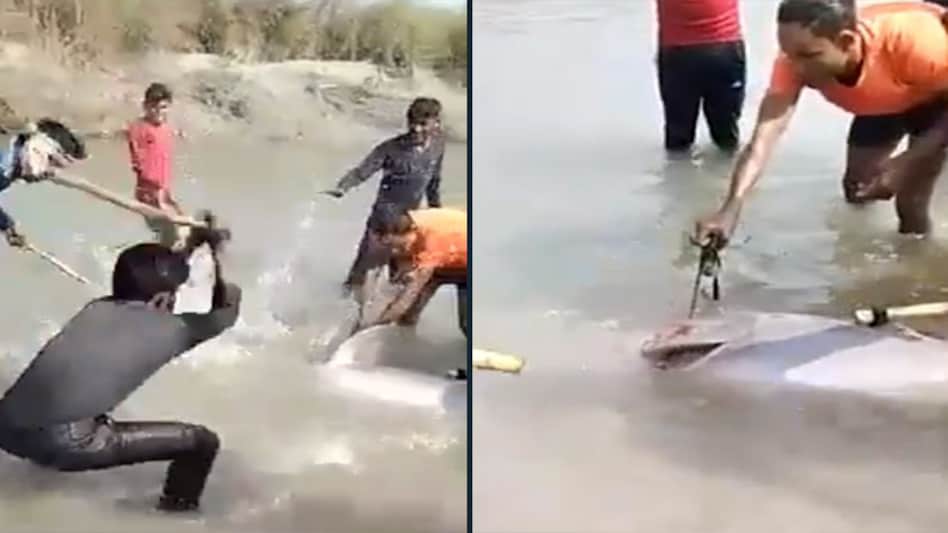 Three men beat rare Gangetic dolphin to death in UP; arrested