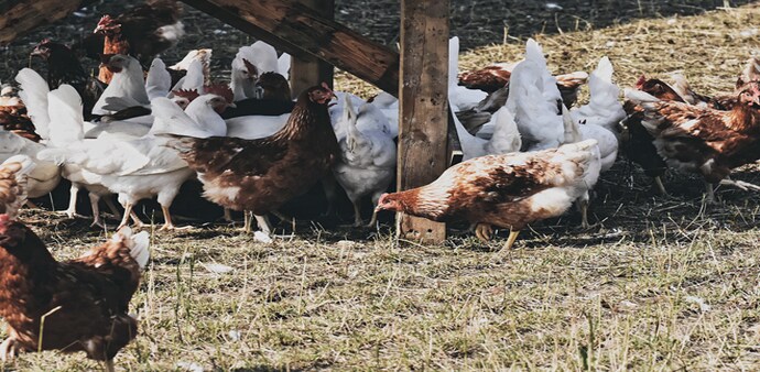 Bird flu: In Haryana, over four lakh poultry birds died at farms in the Panchkula district in the past 10 days Bird flu: In Haryana, over four lakh poultry birds died at farms in the Panchkula district in the past 10 days