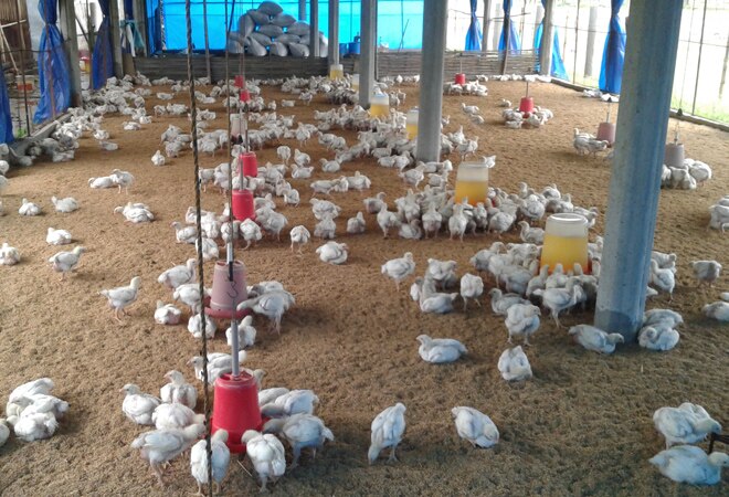 Bird flu is also known as 'Avian influenza' or 'Avian flu' Bird flu is also known as 'Avian influenza' or 'Avian flu'