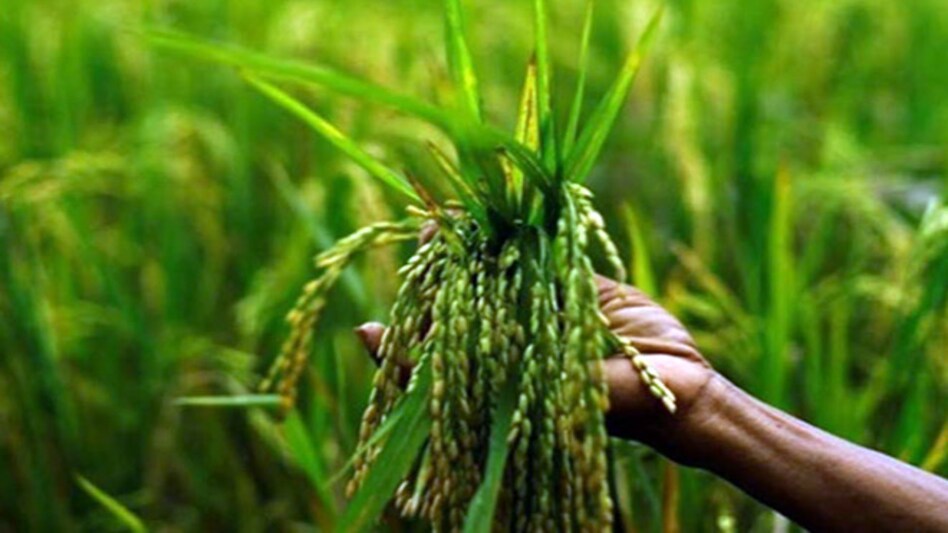 For the 2020-21 crop year, the Centre has set a target of a record foodgrains output of 301 million tonne For the 2020-21 crop year, the Centre has set a target of a record foodgrains output of 301 million tonne
