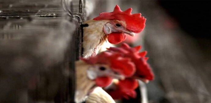 The bird flu influenza has claimed the lives of wild, migratory and poultry birds (Image- PTI) The bird flu influenza has claimed the lives of wild, migratory and poultry birds (Image- PTI)