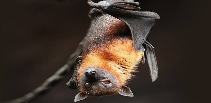 The team examined Rhinopholus bats in a Thai cave for this study The team examined Rhinopholus bats in a Thai cave for this study