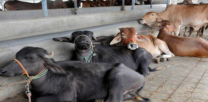 The UGC has written to Vice Chancellors of 900 universities in the country to encourage the students to write online 'cow science' exam The UGC has written to Vice Chancellors of 900 universities in the country to encourage the students to write online 'cow science' exam