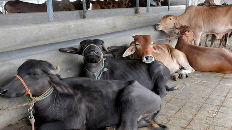 The UGC has written to Vice Chancellors of 900 universities in the country to encourage the students to write online 'cow science' exam The UGC has written to Vice Chancellors of 900 universities in the country to encourage the students to write online 'cow science' exam