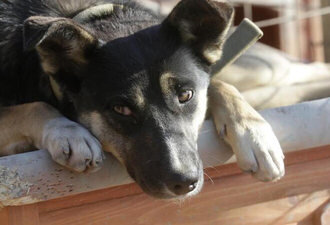 Parvovirus in Bengal: Pet owners in panic; vets suggest home isolation for dogs