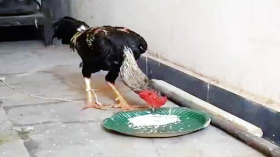 After an inquiry into the death of Satish, the police brought the rooster to the Gollapalli Police Station After an inquiry into the death of Satish, the police brought the rooster to the Gollapalli Police Station