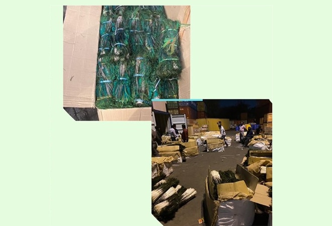 The value of the seized peacock tail feathers is estimated to be about Rs 5.25 crore. (Twitter grab: @Delhicustoms) The value of the seized peacock tail feathers is estimated to be about Rs 5.25 crore. (Twitter grab: @Delhicustoms)