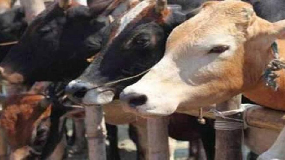 A team of veterinarians found plastic, nails, marbles, and other garbage inside the pregnant cow's stomach A team of veterinarians found plastic, nails, marbles, and other garbage inside the pregnant cow's stomach