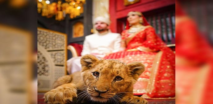 Pakistani couple uses sedated lion cub for wedding photoshoot (Image: Twitter) Pakistani couple uses sedated lion cub for wedding photoshoot (Image: Twitter)
