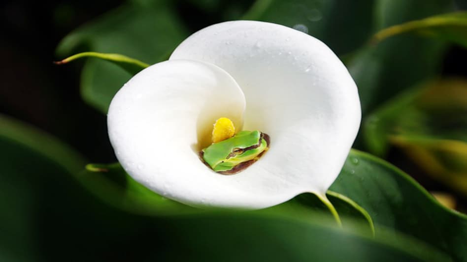 Spring Equinox 2021 on 20 march Spring Equinox 2021 on 20 march