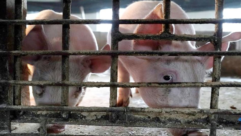 China also reported an outbreak earlier this week in the southwestern province of Yunnan China also reported an outbreak earlier this week in the southwestern province of Yunnan