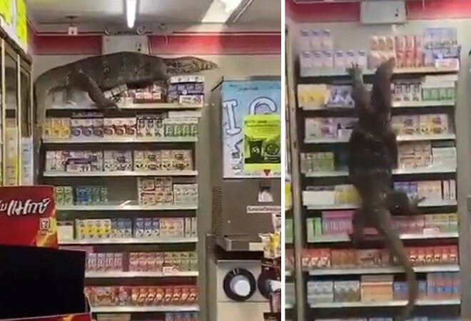 The monitor lizard was seen climbing up a shelf at a Thailand supermarket named 7 Eleven The monitor lizard was seen climbing up a shelf at a Thailand supermarket named 7 Eleven