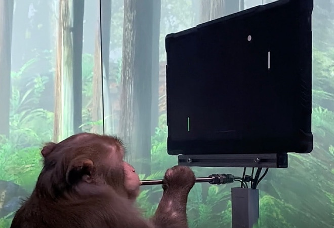 The nine-year-old monkey is seen using the joystick to move a coloured block in the video game (Image: Twitter/@Neuralink) The nine-year-old monkey is seen using the joystick to move a coloured block in the video game (Image: Twitter/@Neuralink)