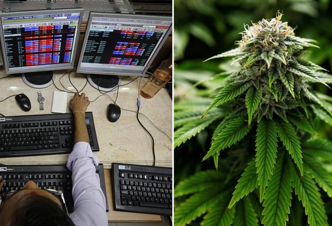 Cannabis stocks! Desi investors high on 'drug' ETFs Cannabis stocks! Desi investors high on 'drug' ETFs