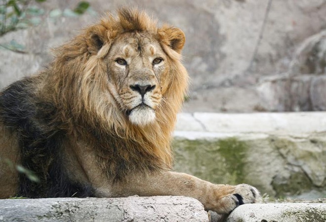 Hyderabad zoo lions test positive for COVID-19/Representational picture Hyderabad zoo lions test positive for COVID-19/Representational picture